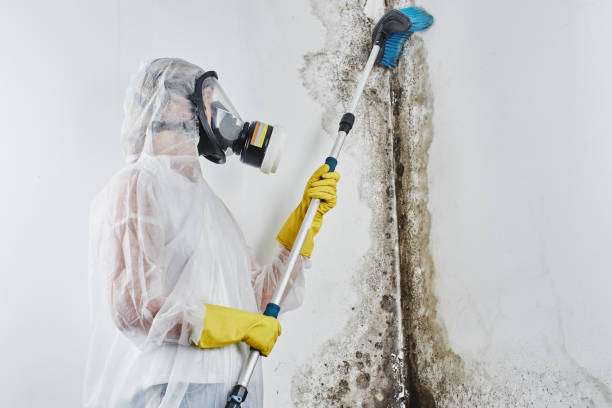 Best Preventive Mold Services in Commercial Point, OH