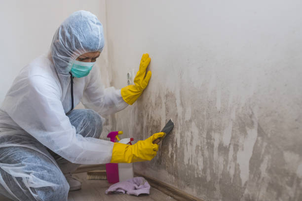 Best Black Mold Remediation in Commercial Point, OH
