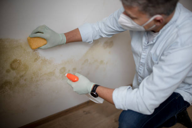 Best Health and Safety Mold Remediation in Commercial Point, OH