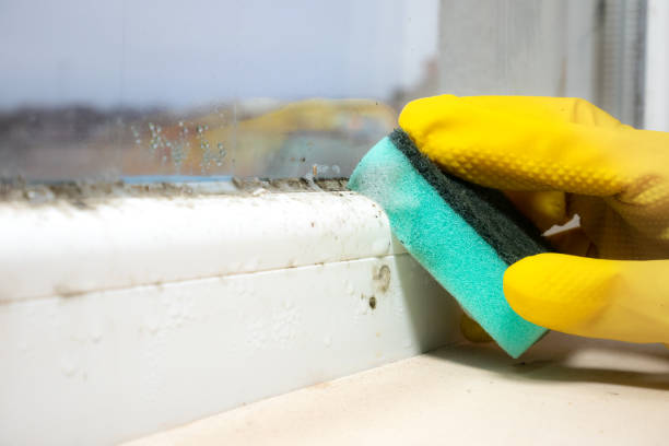 Best Insurance-Related Mold Remediation in Commercial Point, OH