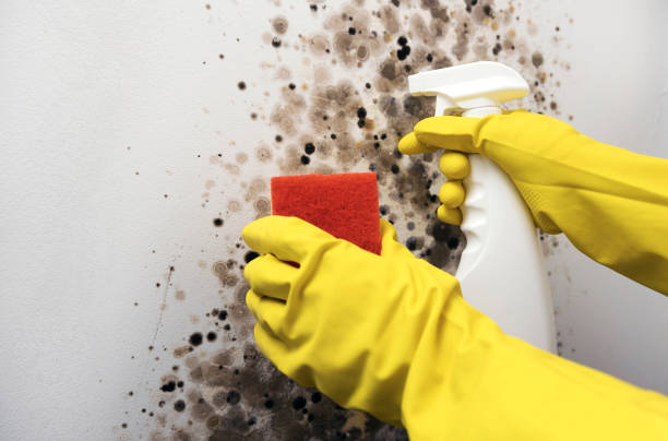 Best White Mold Remediation in Commercial Point, OH